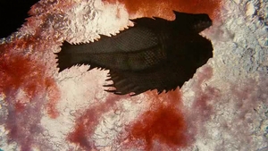 Piranha 3DD