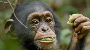 Chimpanzee