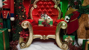 Grumpy Cat’s Worst Christmas Ever