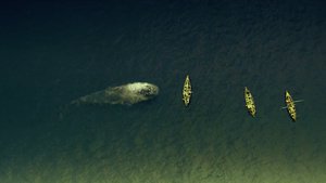 In the Heart of the Sea