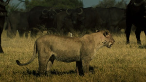 The Last Lions