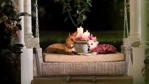 Beverly Hills Chihuahua