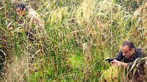 Marshland