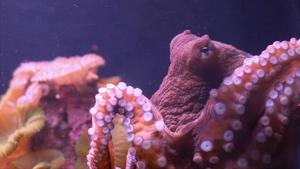 Sharktopus vs Pteracuda