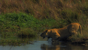 The Last Lions