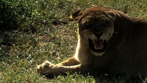 The Last Lions