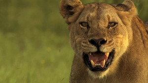 The Last Lions