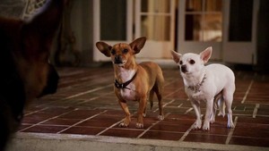 Beverly Hills Chihuahua 2