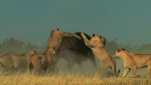 The Last Lions