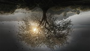 Insurgent