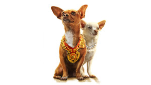 Beverly Hills Chihuahua
