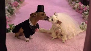 Beverly Hills Chihuahua 2
