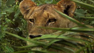 The Last Lions