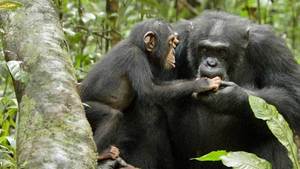 Chimpanzee