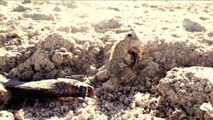 Dead Sea (2014)