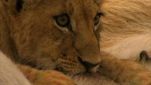 The Last Lions