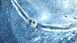 Legend of the Guardians: The Owls of Ga’Hoole