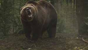 Into the Grizzly Maze
