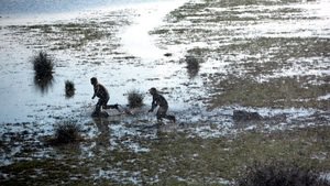 Marshland
