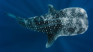 Racing Extinction